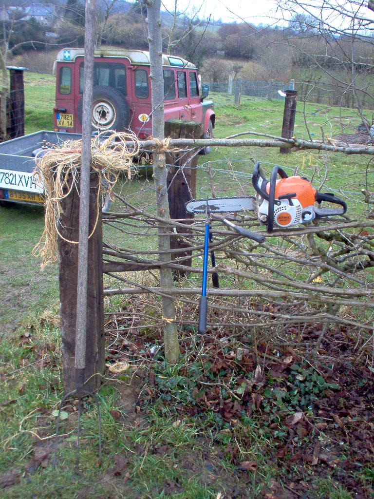 20110210 HEDGE COPPICING & LAYING LE BOSQUET 02.jpg - IM000931.JPG